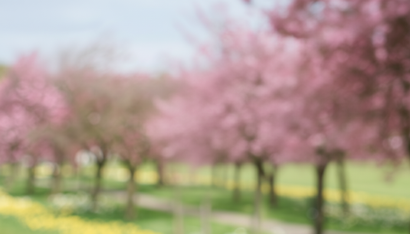 Cherry blossom in a Harrogate park with soft sunlight